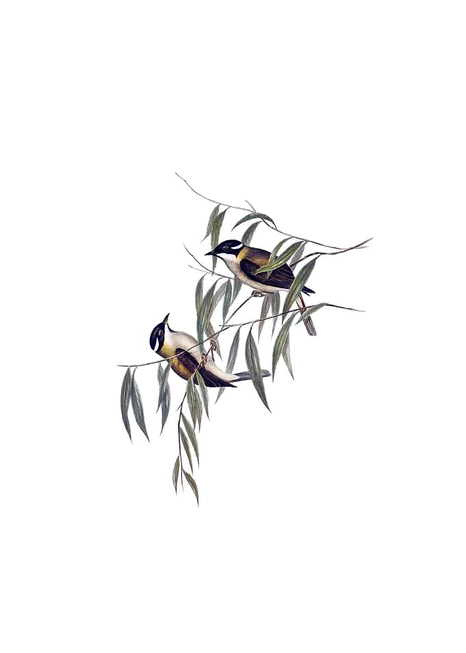Black Throated Honeyeater