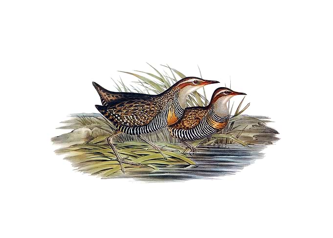 Vintage Pectoral Rail Bird