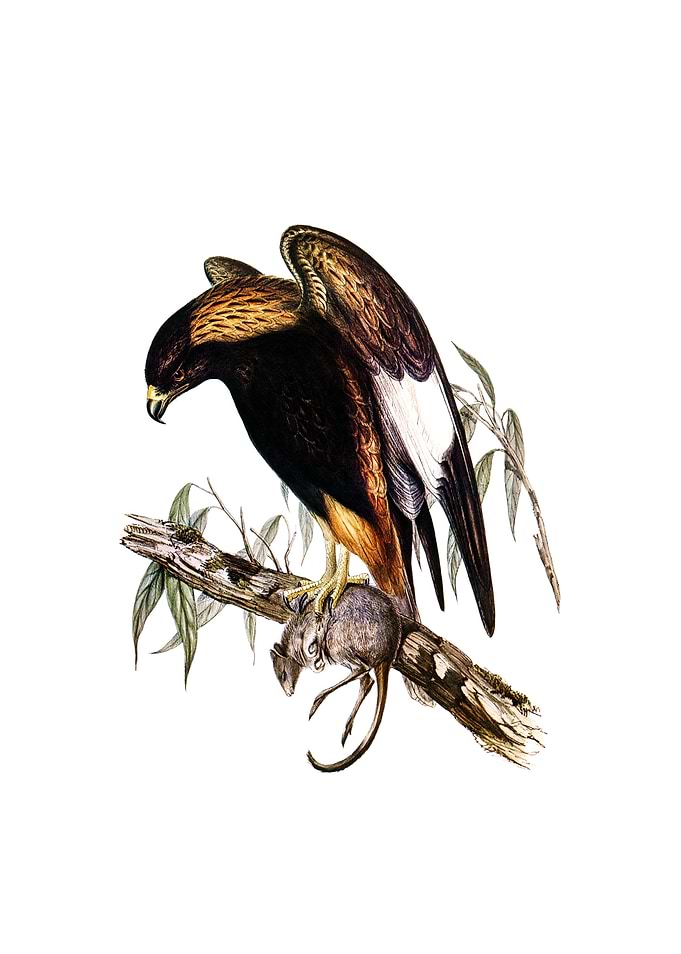 Black Breast Buzzard Bird