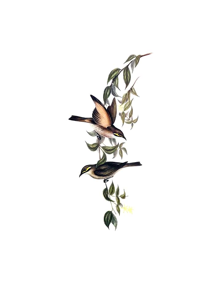 Yellow Faced Honeyeater