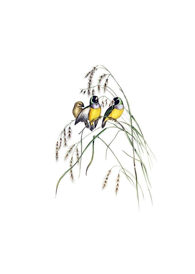 Gouldian Finch Bird