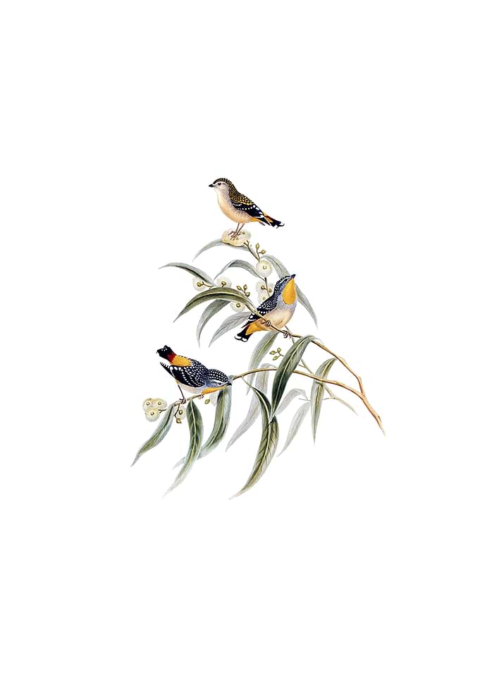 Yellow Spotted Pardalote