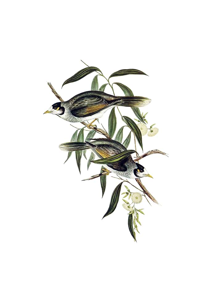 Garrulous Honeyeater Bird