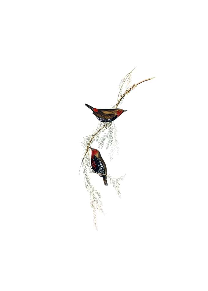 Vintage Painted Finch Bird