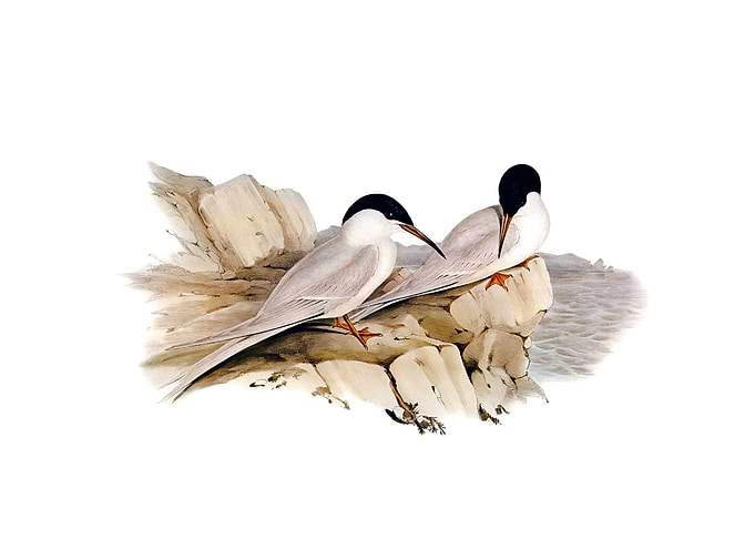 Vintage Graceful Tern Bird