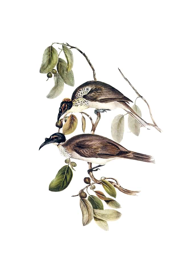 Vintage Friar Bird Bird