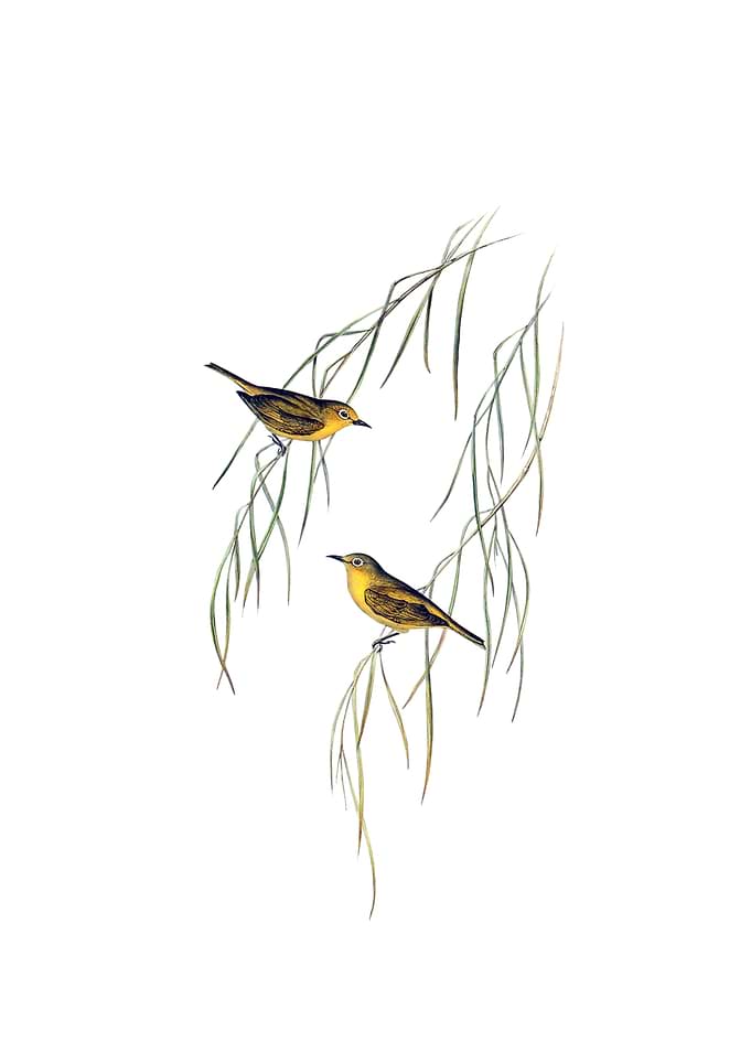 Yellow Zosterops Bird
