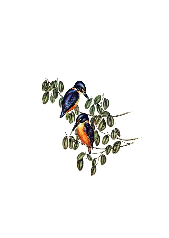 Azure Kingfisher Bird