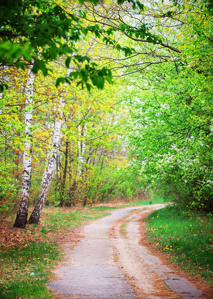Spring alley, trees,leaves