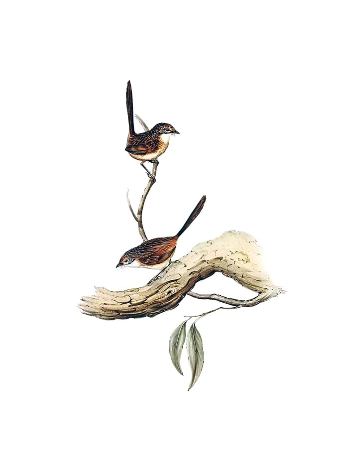 Vintage Striated Wren Bird