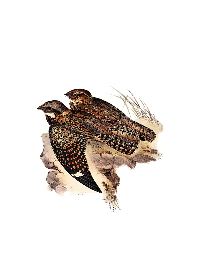 Spotted Nightjar Bird