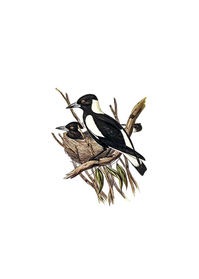 Piping Crow Shrike Bird
