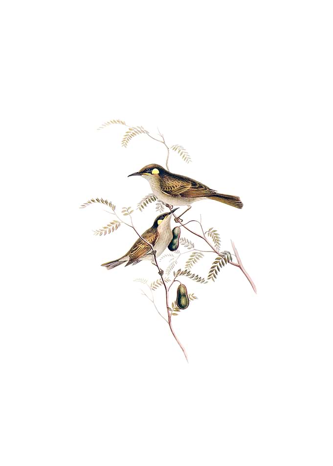 Yellow Spotted Honeyeater