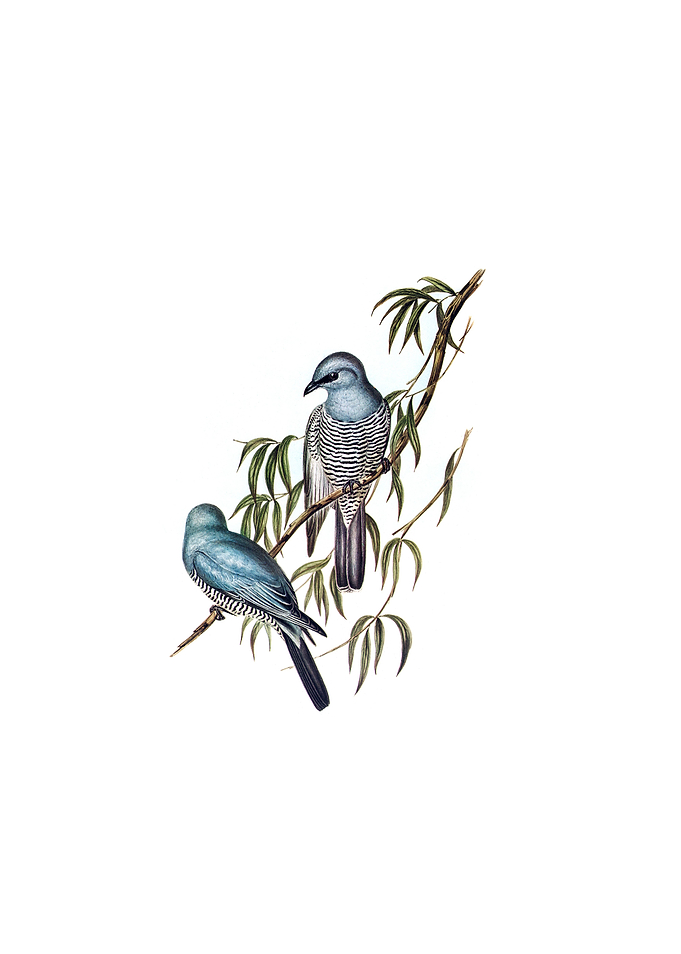 Swainsons Graucalus Bird