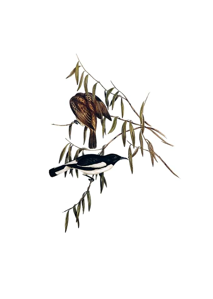 Pied Honeyeater Bird