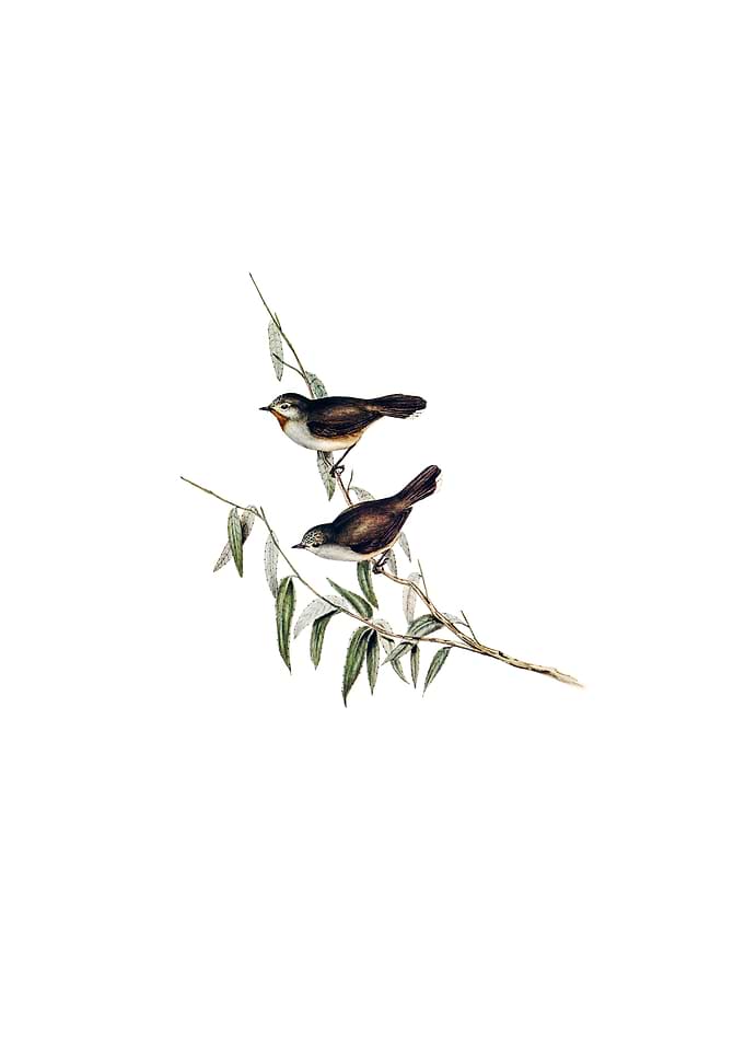 Brown Red Throat Bird