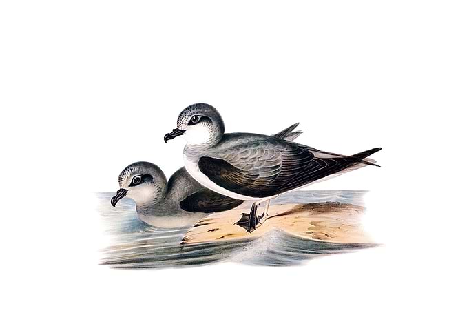 Soft Plumaged Petrel Bird
