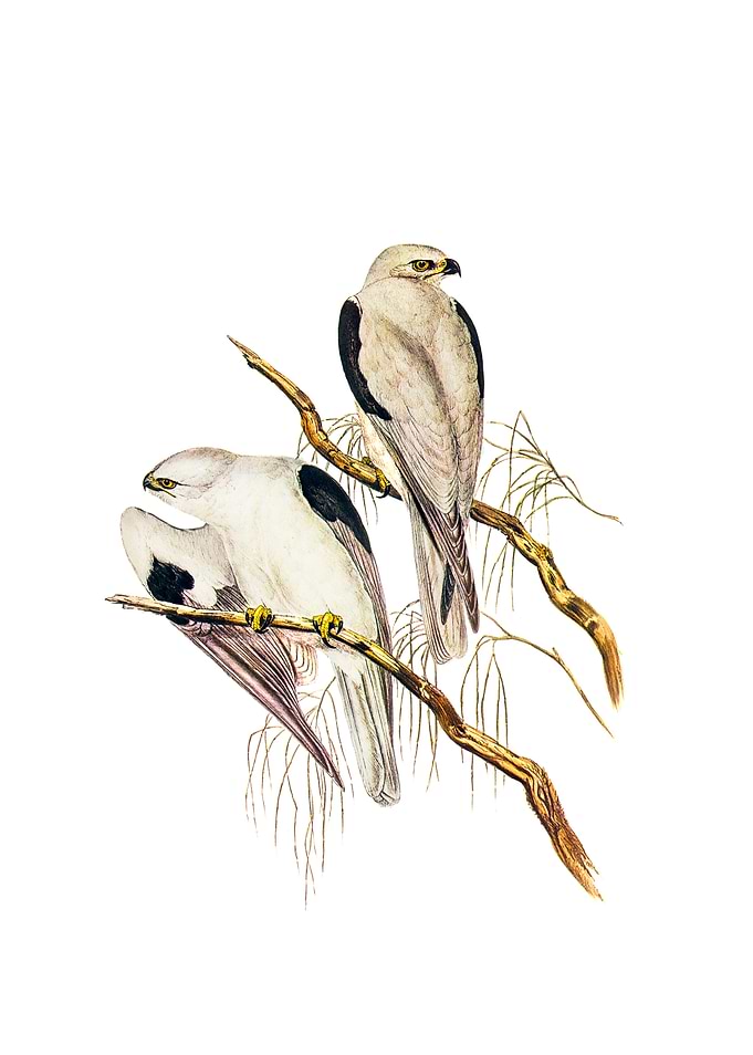 Square Tailed Kite Bird