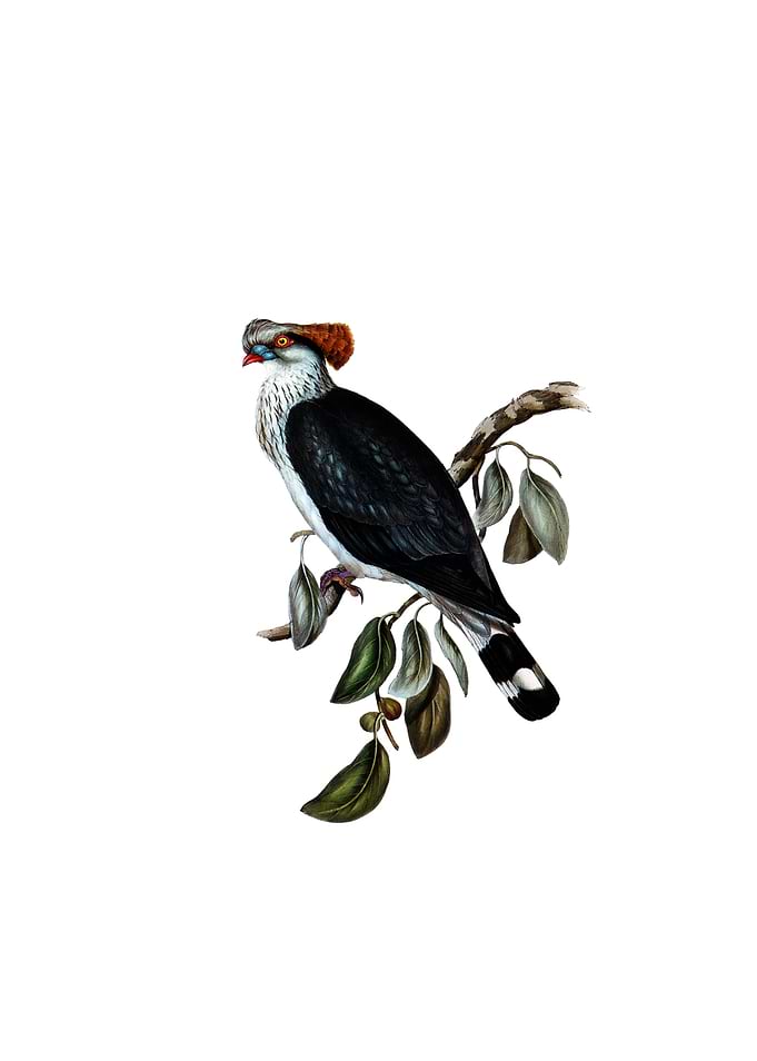 Top Knot Pigeon Bird