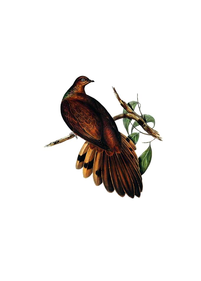 Pheasant Tail Pigeon Bird