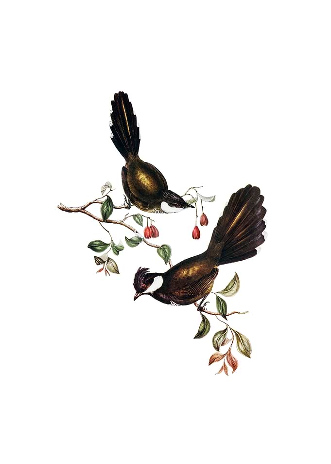 Coach Whip Bird Bird