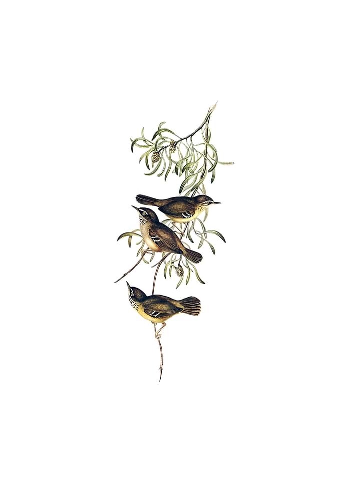 Allied Sericornis Bird