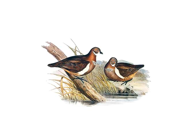 Partridge Bronze Wing