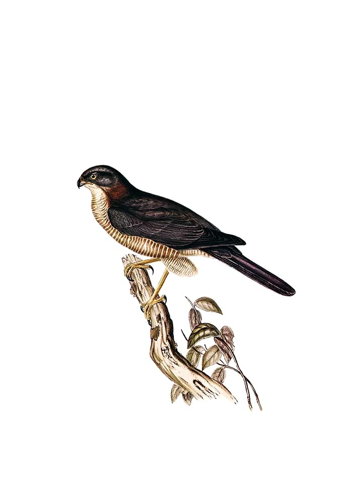 West Australian Goshawk