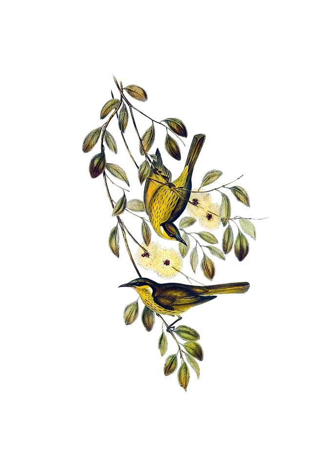 Varied Honeyeater Bird