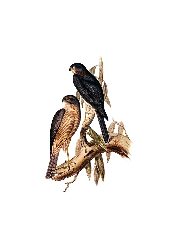 Collared Sparrowhawk Bird