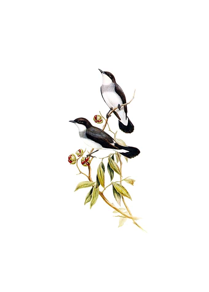 White Tailed Robin Bird