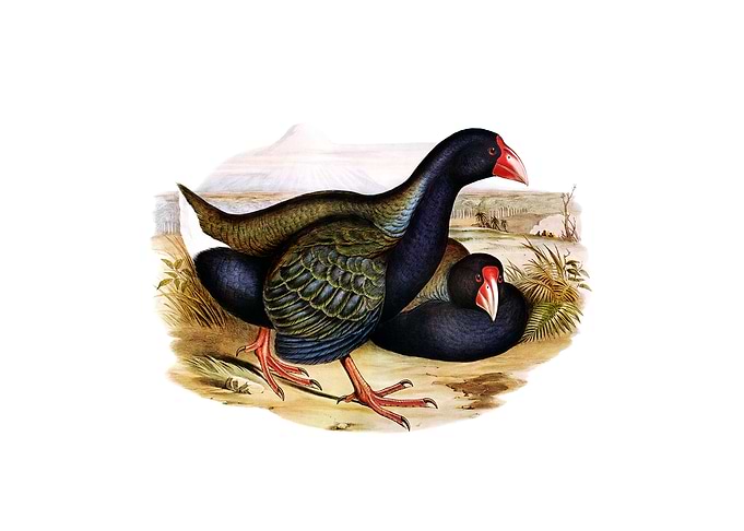 Notornis Takahe Bird