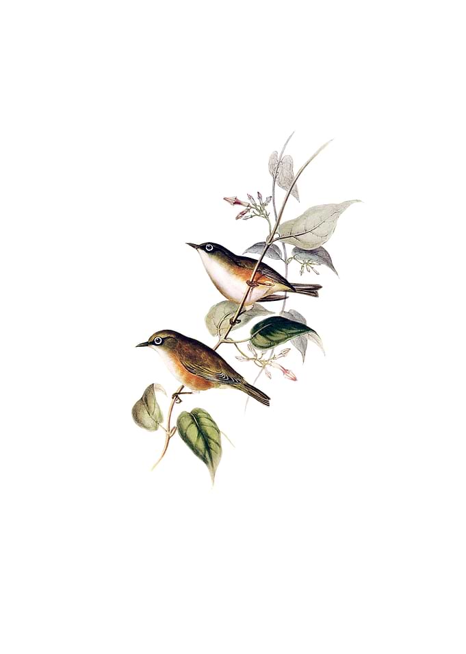 White Breasted White Eye