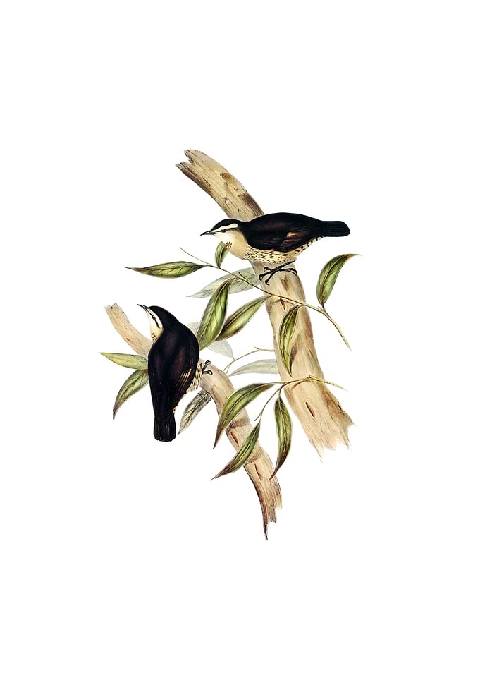 Black Backed Tree Creeper