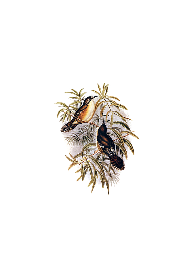 Great Acanthiza Scrubtit