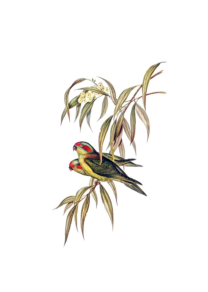 Musky Lorikeet Parrot Bird
