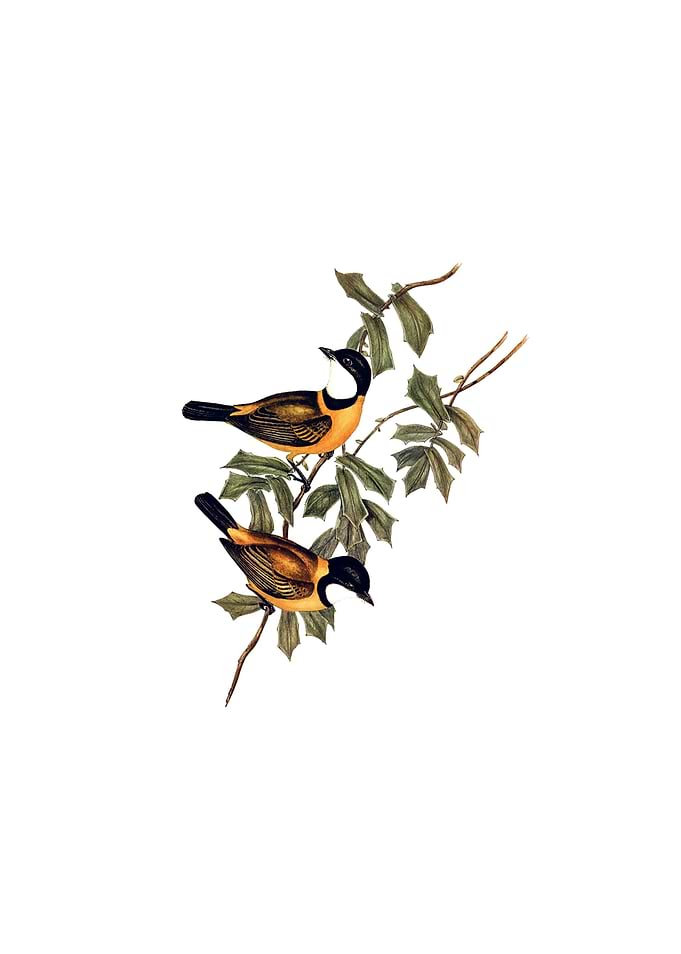 Mangrove Golden Whistler
