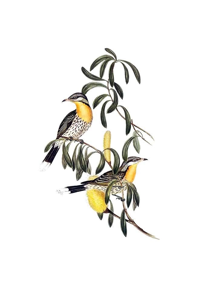 Spiny Cheeked Honeyeater