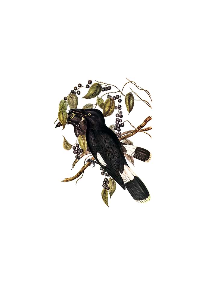 Great Crow Shrike Bird