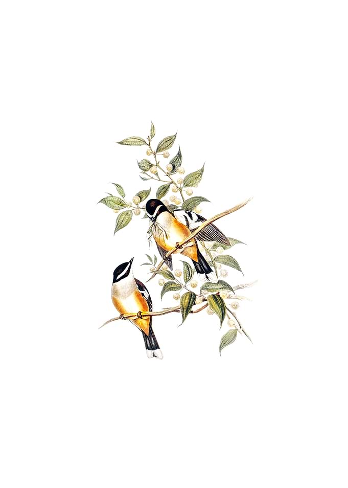 Buff Sided Robin Bird