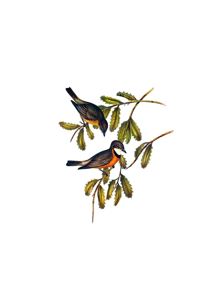 Rufous Whistler Bird