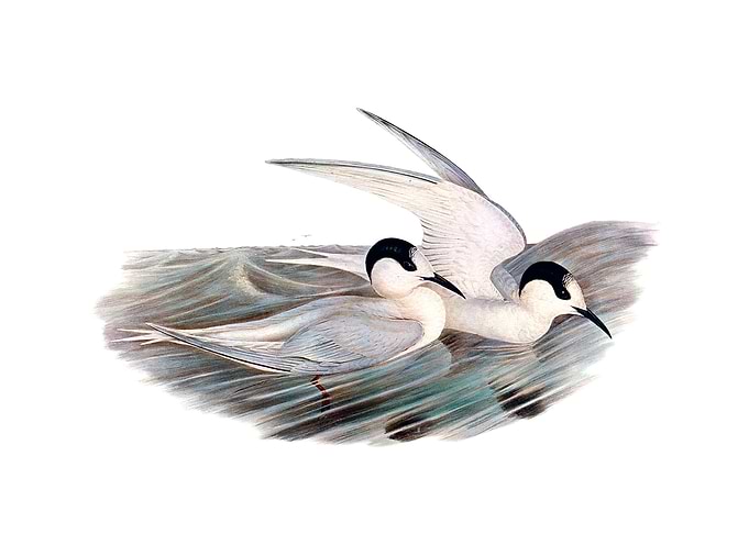 Black Billed Tern Bird