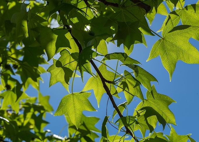 Platanus in Spring