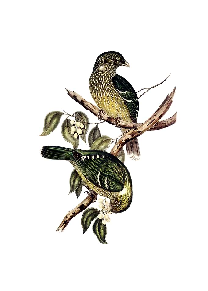 Vintage Cat Bird