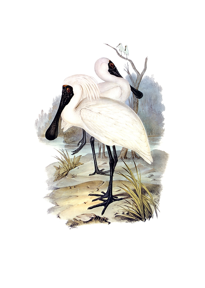 Royal Spoonbill Bird