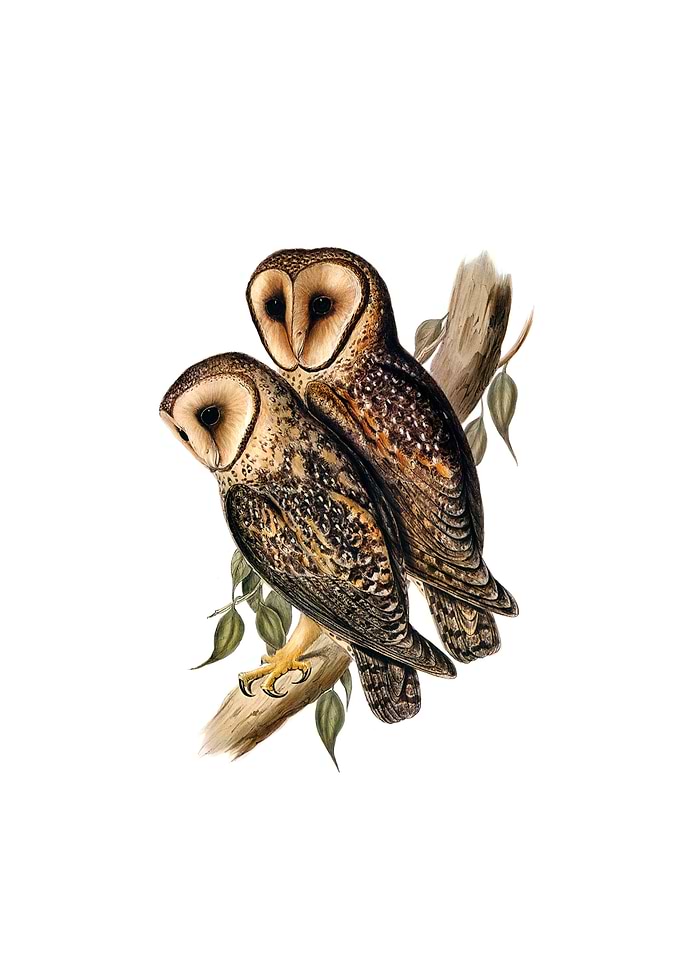 Masked Barn Owl Bird
