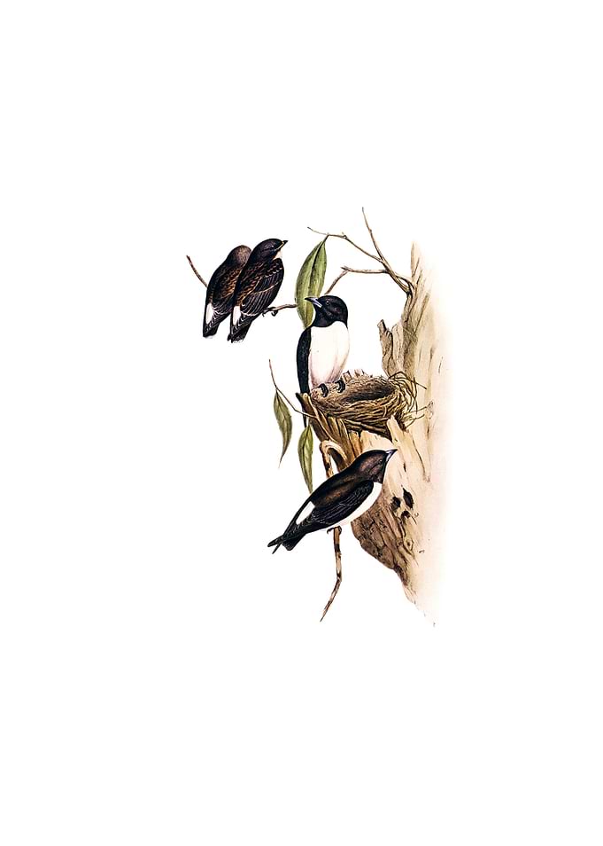 White Rumped Wood Swallow