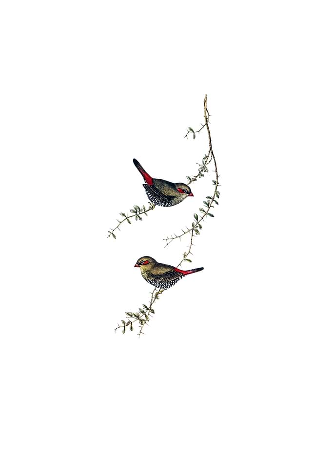 Red Eared Finch Bird
