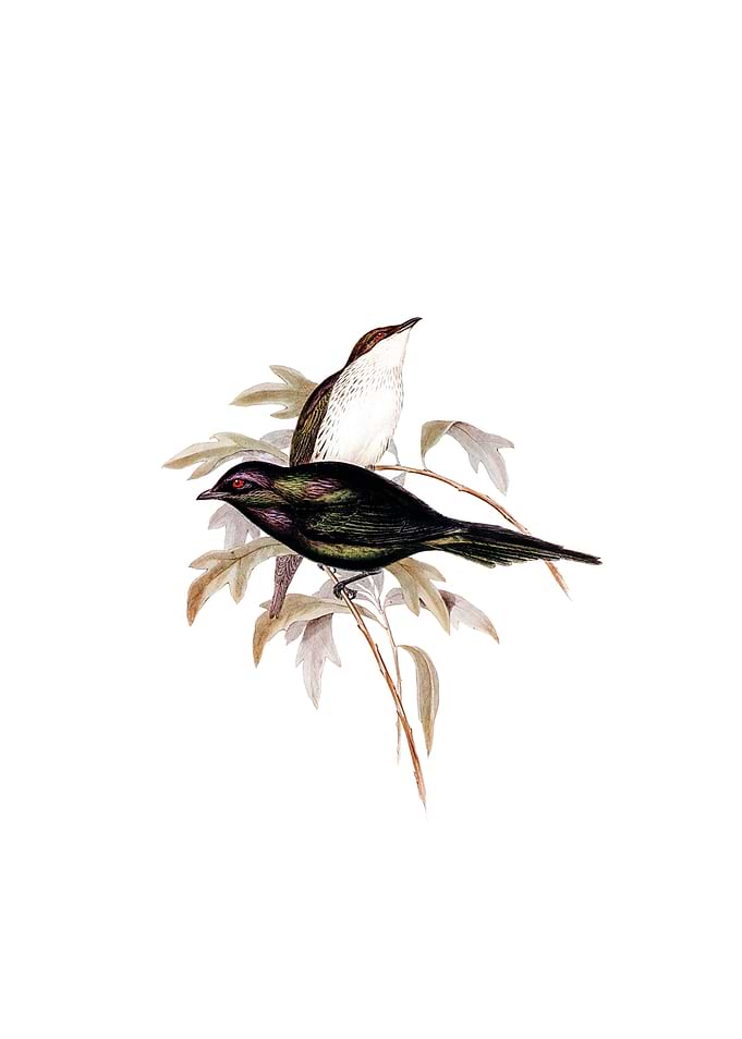 Shining Starling Bird