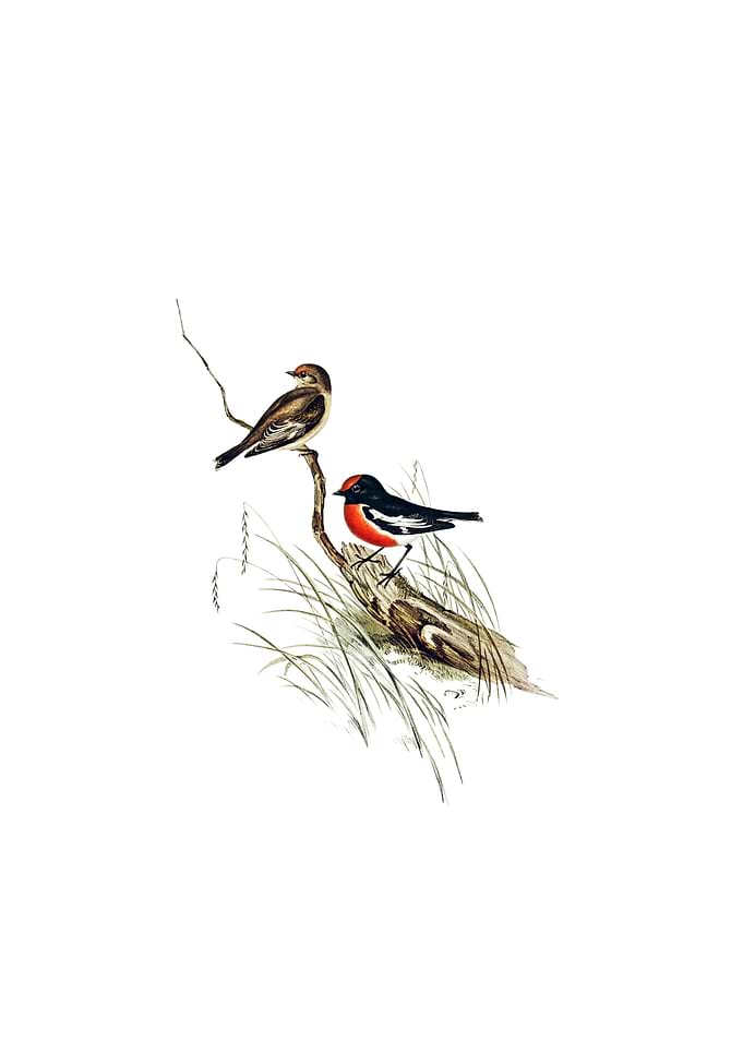Red Capped Robin Bird